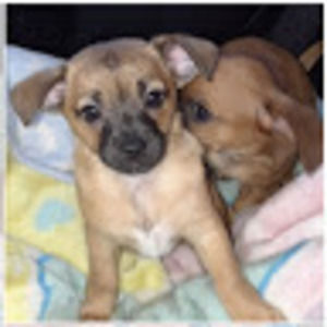 Meet your Posher, Dora